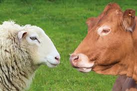 Image result for ganado bovino