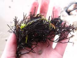 Attēlu rezultāti vaicājumam “Furcellaria lumbricalis”