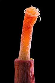 Attēlu rezultāti vaicājumam “Tortula lingulata macro”