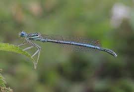 Attēlu rezultāti vaicājumam “Platycnemis pennipes male”
