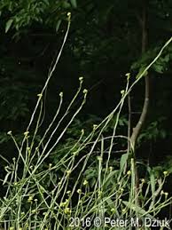 Attēlu rezultāti vaicājumam “Sisymbrium volgense leaf”