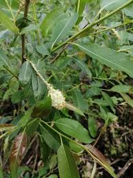 Attēlu rezultāti vaicājumam “Salix triandra”