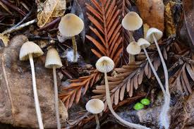 Attēlu rezultāti vaicājumam “Mycena belliarum”