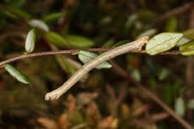 Attēlu rezultāti vaicājumam “Eulithis testata”