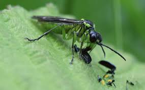 Attēlu rezultāti vaicājumam “Rhogogaster picta”