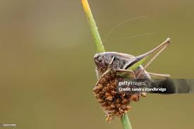 Attēlu rezultāti vaicājumam “Metrioptera brachyptera”