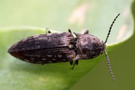 Attēlu rezultāti vaicājumam “Actenicerus sjaelandicus”