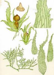 Attēlu rezultāti vaicājumam “Ephemerum serratum”