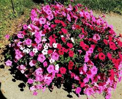 Image result for Petunia