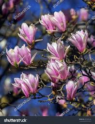 Attēlu rezultāti vaicājumam “Magnolia cylindrica flower”