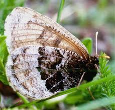 Attēlu rezultāti vaicājumam “Oeneis jutta underside”