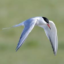 Attēlu rezultāti vaicājumam “Sterna”