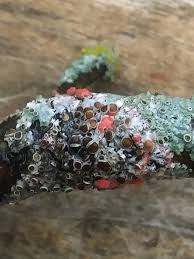 Attēlu rezultāti vaicājumam “Illosporiopsis christiansenii”