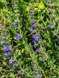 Image result for Ysop