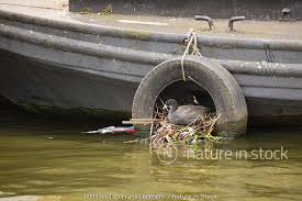 Attēlu rezultāti vaicājumam “Fulica atra nest”