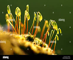 Attēlu rezultāti vaicājumam “Bryum pallens sporophyte”