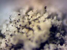 Attēlu rezultāti vaicājumam “Didymium aggregatum spores”