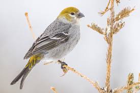 Attēlu rezultāti vaicājumam “Pinicola enucleator”