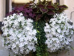 Image result for Campanula isophylla