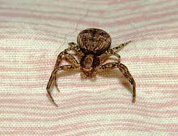 Attēlu rezultāti vaicājumam “Xysticus bifasciatus female”