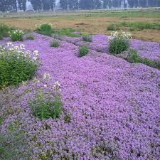 Image result for Thymus serpyllum