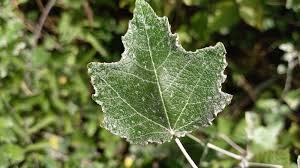 Attēlu rezultāti vaicājumam “Populus alba Nivea”