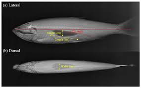 Image result for Clupea pallasii