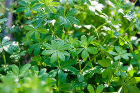 Image result for Galium odoratum