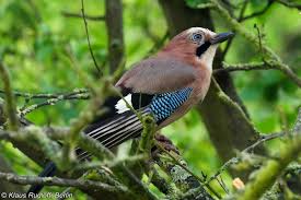 Attēlu rezultāti vaicājumam “Garrulus glandarius”