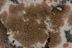 Attēlu rezultāti vaicājumam “Didymium serpula spores”