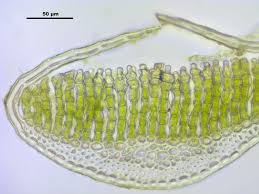 Attēlu rezultāti vaicājumam “Polytrichum strictum”