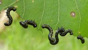 Attēlu rezultāti vaicājumam “Nematus salicis larva”