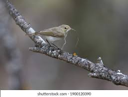 Image result for Phylloscopus orientalis