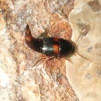 Attēlu rezultāti vaicājumam “Sepedophilus sp.”