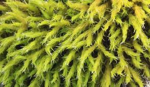 Attēlu rezultāti vaicājumam “Racomitrium heterostichum”