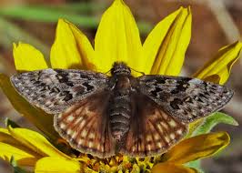 Attēlu rezultāti vaicājumam “Hesperiidae”