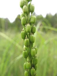 Attēlu rezultāti vaicājumam “Triglochin palustre fruit”