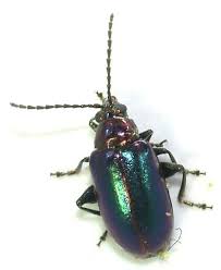 Attēlu rezultāti vaicājumam “Altica sp.”