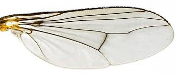 Attēlu rezultāti vaicājumam “Dolichopodidae”