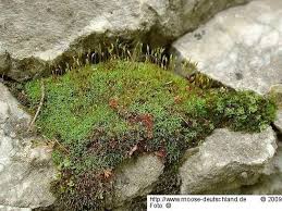 Attēlu rezultāti vaicājumam “Bryoerythrophyllum recurvirostrum”