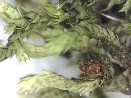 Attēlu rezultāti vaicājumam “Schistidium apocarpum”