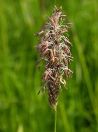 Attēlu rezultāti vaicājumam “Alopecurus pratensis flower”