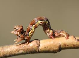 Attēlu rezultāti vaicājumam “Erannis defoliaria larva”