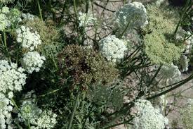 Attēlu rezultāti vaicājumam “Daucus carota subsp. carota leaf”