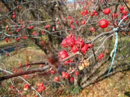 Attēlu rezultāti vaicājumam “Crataegus persimilis fruit”