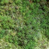 Attēlu rezultāti vaicājumam “Pogonatum dentatum”