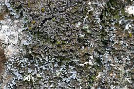 Attēlu rezultāti vaicājumam “Physconia detersa”