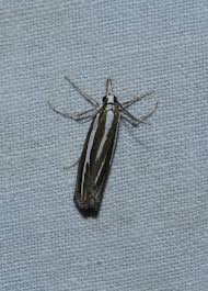 Attēlu rezultāti vaicājumam “Catoptria fulgidella”