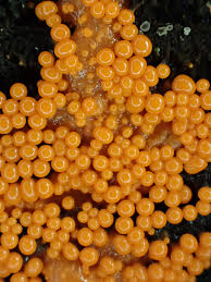 Attēlu rezultāti vaicājumam “Hemitrichia decipiens macro”