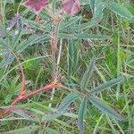 Attēlu rezultāti vaicājumam “Comarum palustre fruit”